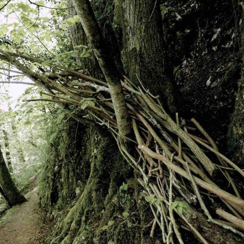 kim bachmann landart