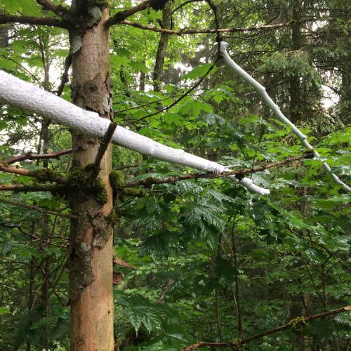 kim bachmann landart