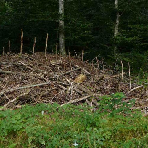 kim bachmann landart