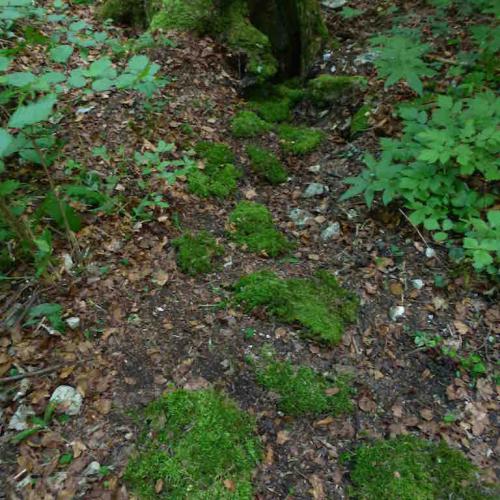 kim bachmann landart