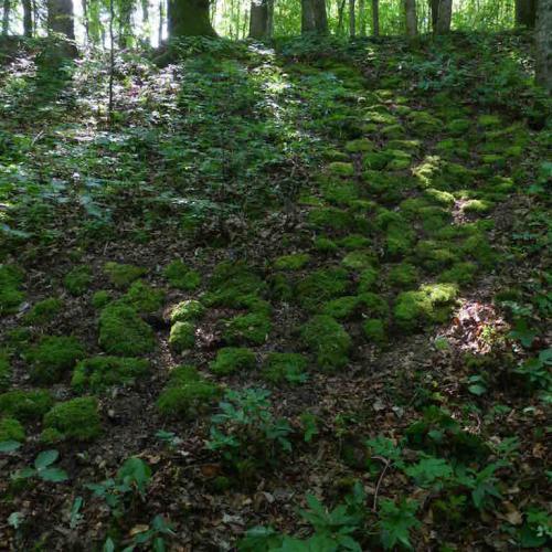 kim bachmann landart