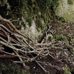 kim bachmann landart