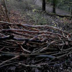 kim bachmann landart
