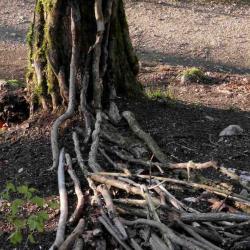 kim bachmann landart