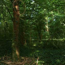kim bachmann landart