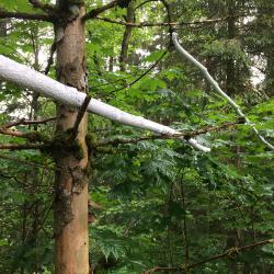 kim bachmann landart
