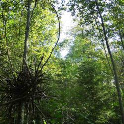 kim bachmann landart