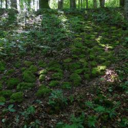 kim bachmann landart