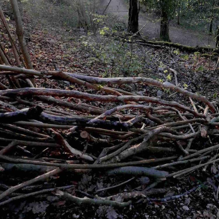kim bachmann landart