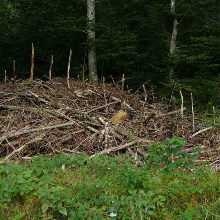 kim bachmann landart