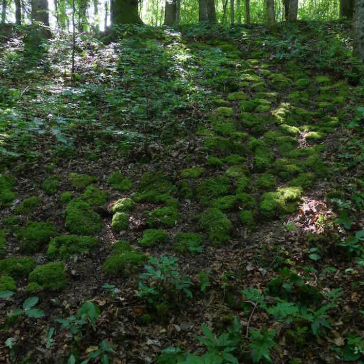 kim bachmann landart