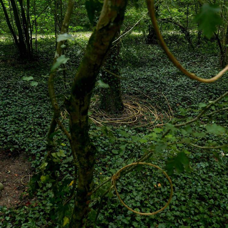 kim bachmann landart