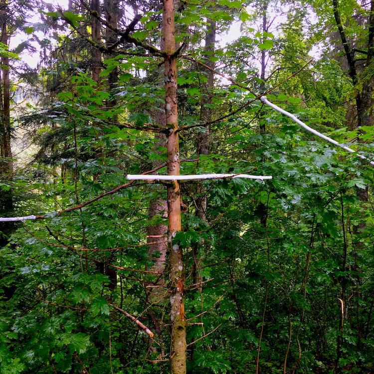 kim bachmann landart