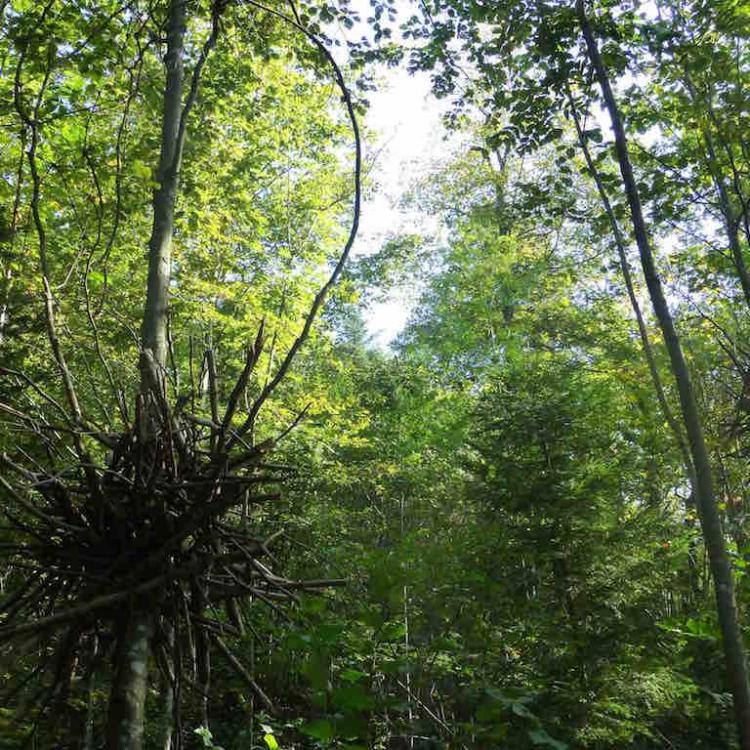 kim bachmann landart