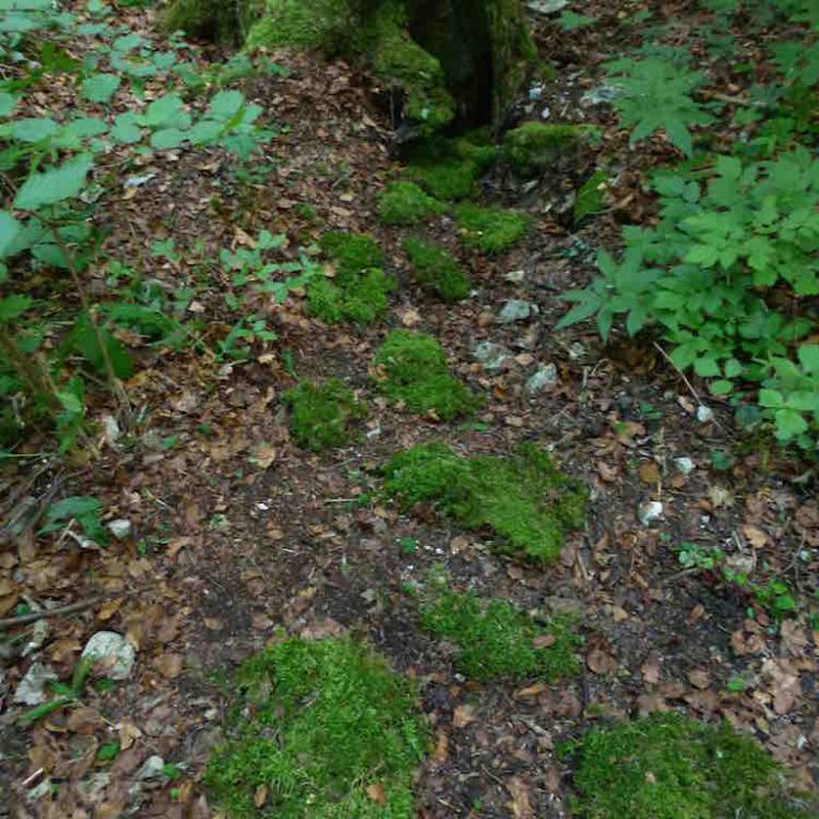 kim bachmann landart